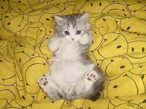Cyoot Kitteh of teh Day: Afloat in a Sea of Smiles