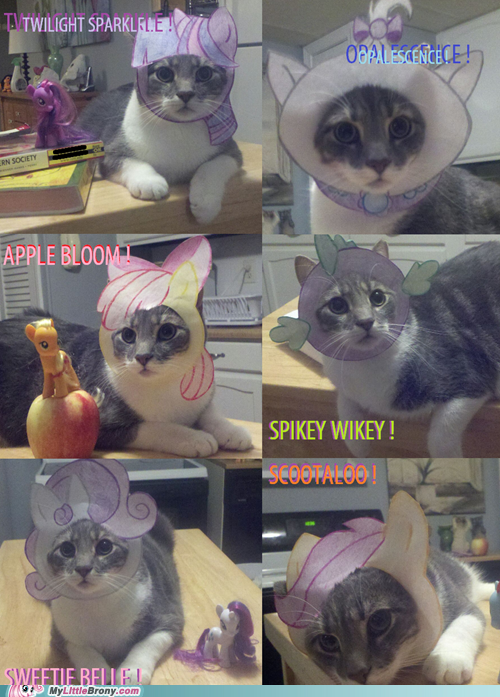 Andy the Cat Modeling More MLP Manes! 
