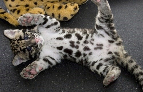 Spotted Tummy 