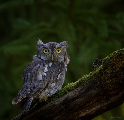 Surprised Owl 