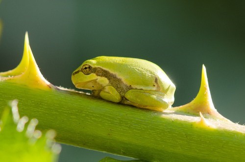 Tree Froggie 