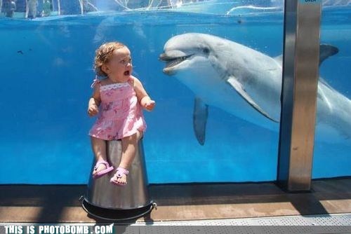 You Know What Rhymes With Dolphin