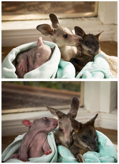 Orphaned Trio