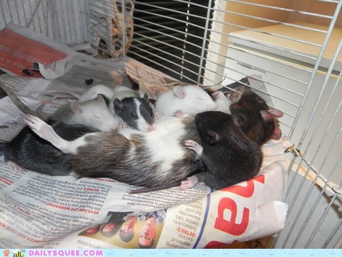 Reader Squee: Baby Rats Feeding