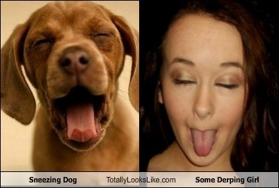 Sneezing Dog Totally Looks Like Some Derping Girl