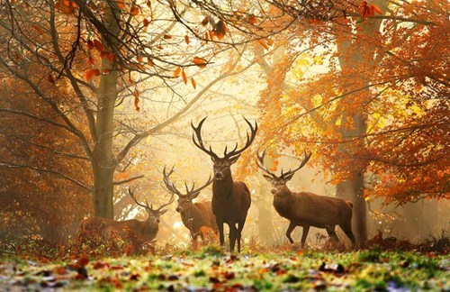 Destination WIN!: Welcome to Fall