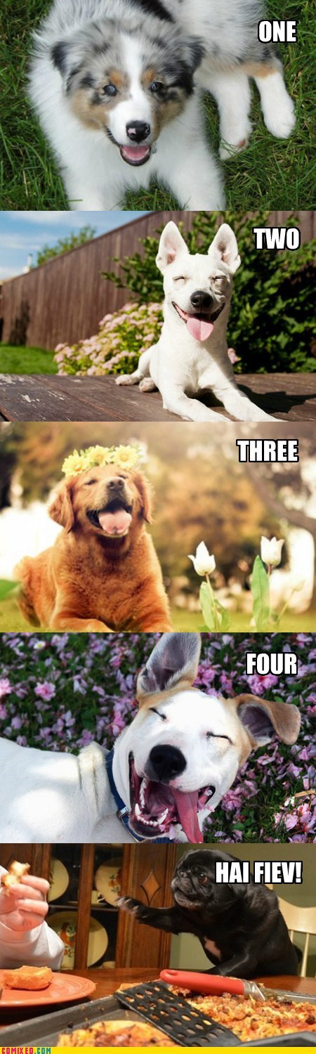 The Five Levels of Dog Happy