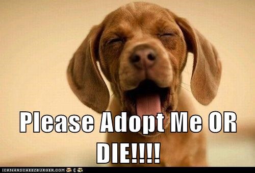 Please Adopt Me OR DIE!!!!