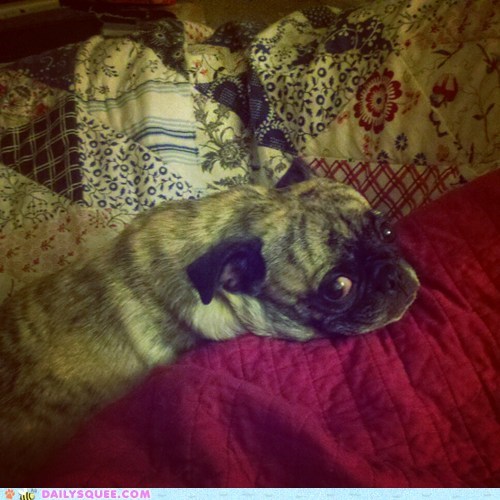 Reader Squee: Betty The Brindle Pug