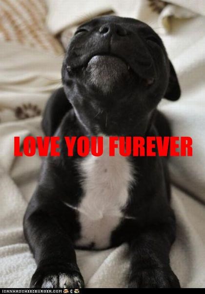 LOVE YOU FUREVER