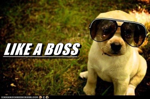 BOSS PUPPY 