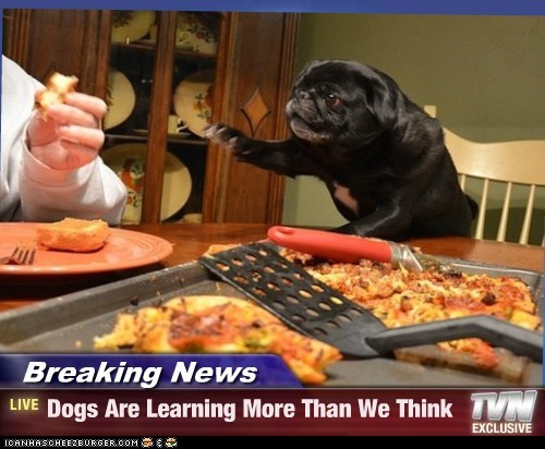 Breaking News - Dogs Are Learning More Than We Think