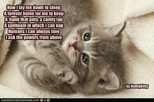 A kitty prayer