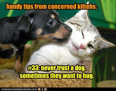 handy tips from concerned kittehs: