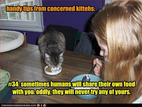 handy tips from concerned kittehs:
