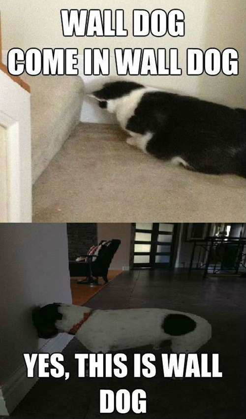 Over and Out, Wall Dog!
