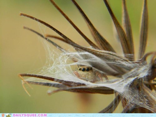 Creepicute: Shy Spider 
