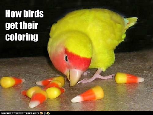 Which Came First?