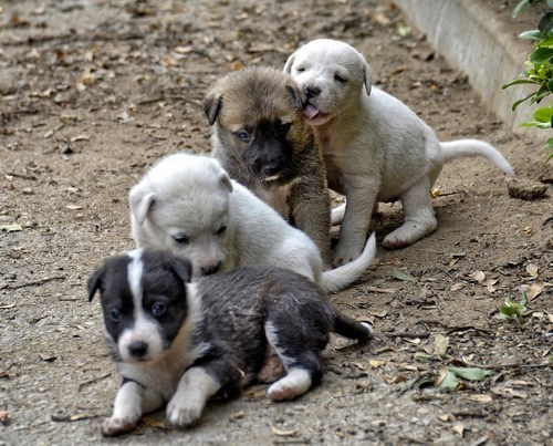 Cyoot Puppy ob teh Day: Backyard Buddies 