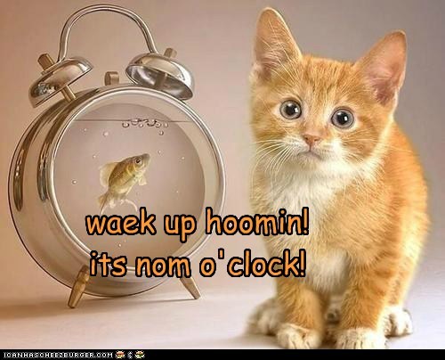 waek up hoomin! its nom o'clock!