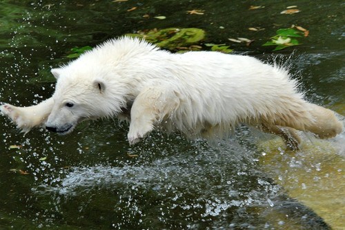 Prancing Polar Bear 