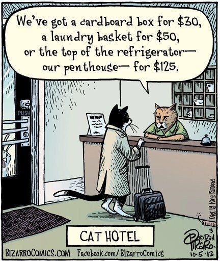 Hotel Catlifornia