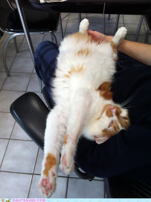 Reader Squee: Furry Belly Bliss