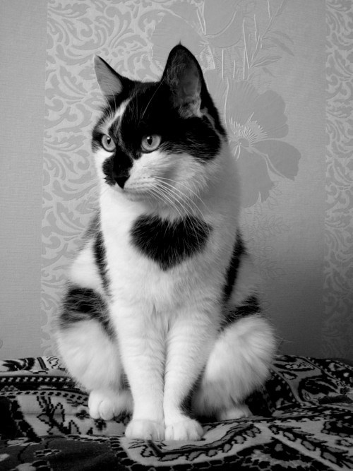 Cyoot Kitteh of teh Day: Yes, I Love You, OK?  Now Feed Me.