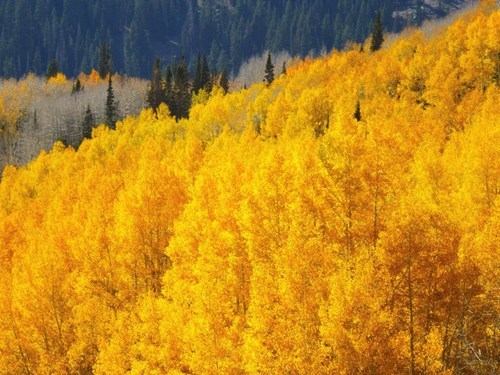 Guardsman Pass, Utah Only Needs One Color