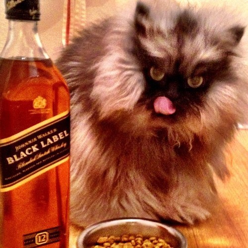 Happy Birthday, Colonel Meow! of the Day