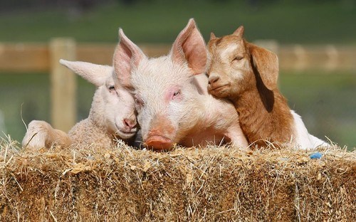 Interspecies Love: Barnyard Lovin'