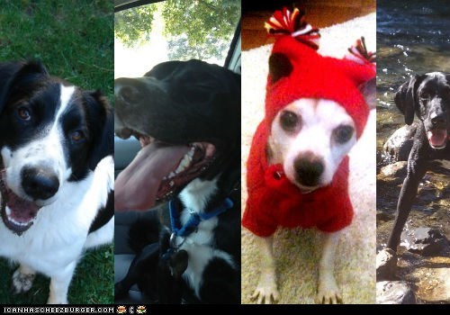 Cheezburger Celebrates National Adopt a Shelter Dog Month!