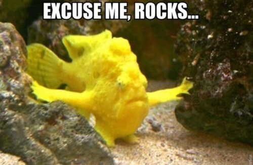 I'm Looking for My Son, Nemo