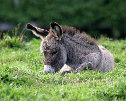 Squee Spree: Bye-Bye Donkeys 