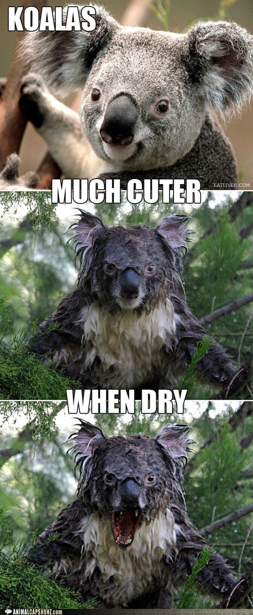Koalas Are...