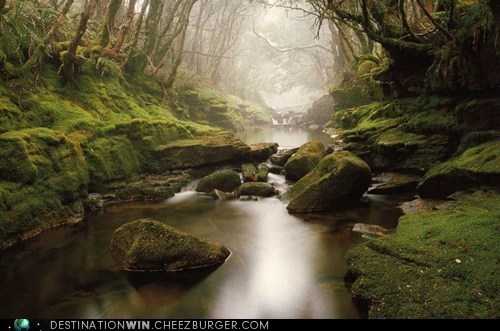 Fog in the Tasmanian Rain Forest