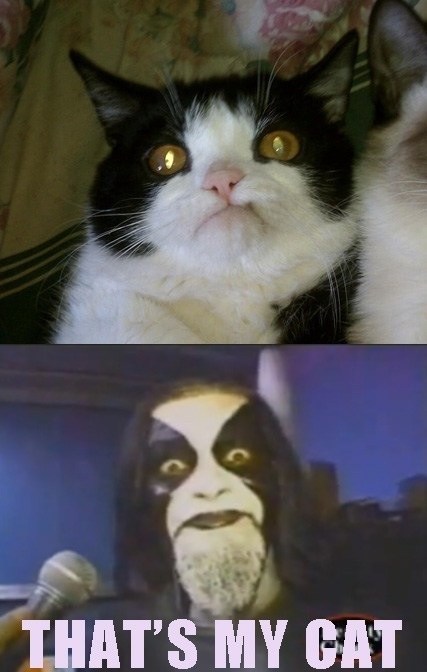 Black Cat Metal