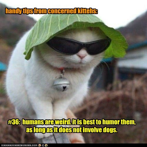 handy tips from concerned kittehs: