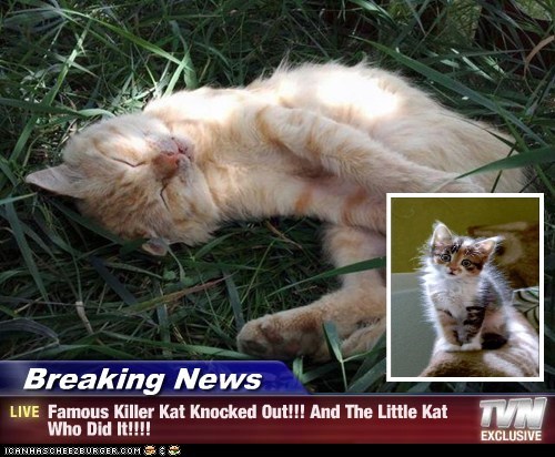Breaking News - Famous Killer Kat Knocked Out!!! And The Little Kat Who Did It!!!!