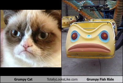 Grumpy Cat Totally Looks Like Grumpy Fish Ride