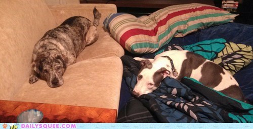 Reader Squee: We Can Have Playtime?