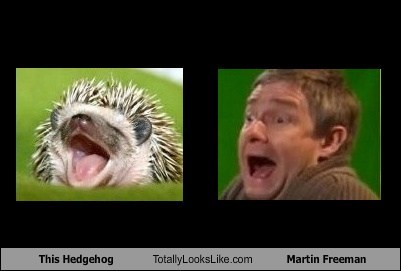 This Hedgehog Totally Looks Like Martin Freeman