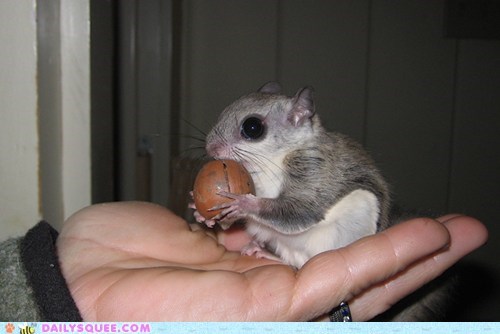 Reader Squee: I Can Has Acorn!