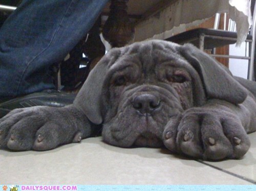 Reader Squee: Neapolitan Mastiff