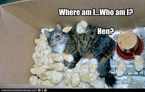 Where am I...Who am I?                Hen?