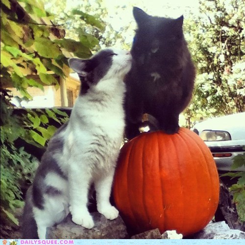 Reader Squee: Silly Kissers!