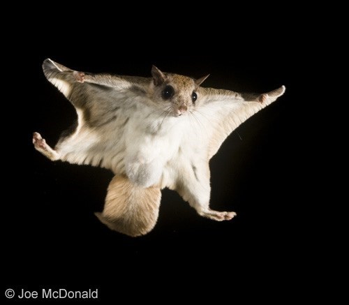 Squee Spree: Flying Squeerel! 