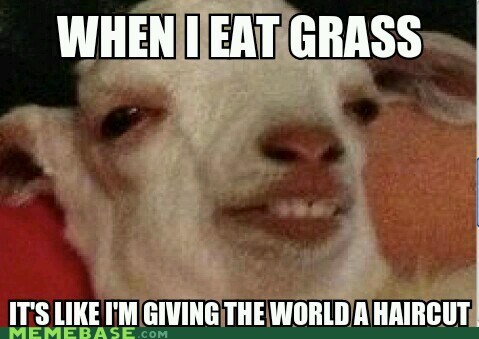 High as a Goat