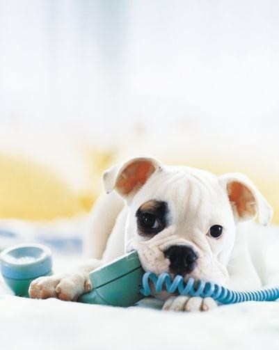 Cyoot Puppy ob teh Day: Telephone 