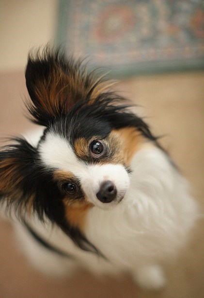 Goggie ob teh Week: Medieval Papillon 